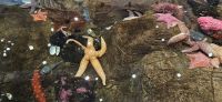 PICTURES/Oregon Coast Aquarium - Newport/t_StarFish5.jpg